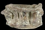 Cretaceous Fossil Fish (Xiphactinus) Vertebra - Kansas #113018-1